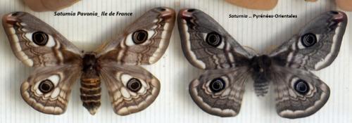 Réf. 227 241 : Saturnia sp.